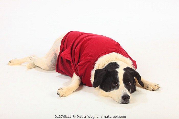 Stock photo of Mixed breed dog bitch lying down wearing red t shirt after having Available for sale on www.naturepl