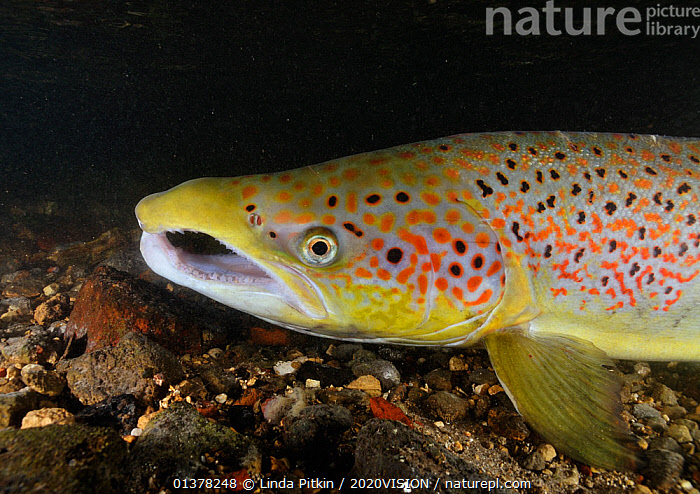 Stock Photo Of Male Atlantic Salmon Salmo Salar After Capture And stock-photo-of-male-atlantic-salmon-salmo-salar-after-capture-and