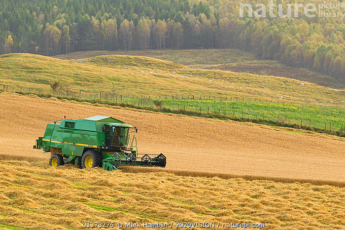 Stock Photo Of Combine Harvester Harvesting Barley (Hordeum Vulgare ...