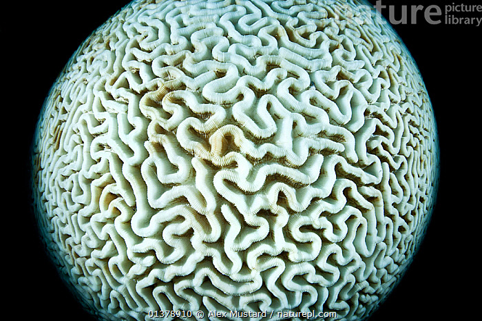 Specimen of the Week 343: The brain coral