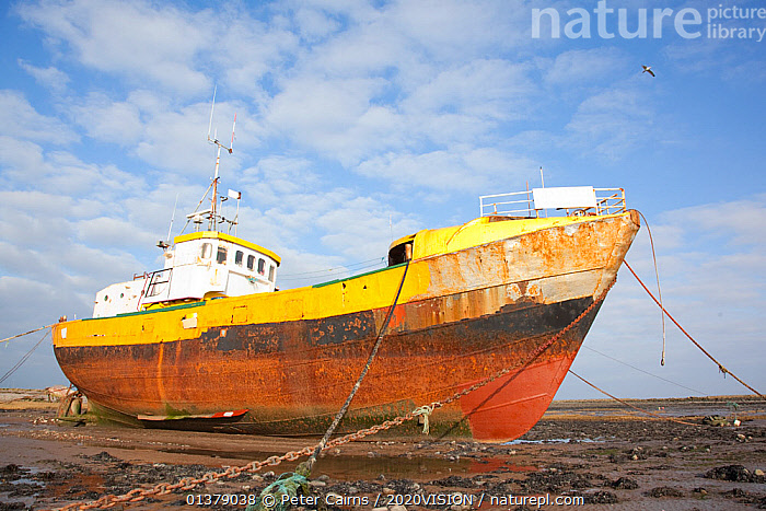 Stock photo of Old fishing boat held upright at low tide with ropes and ...