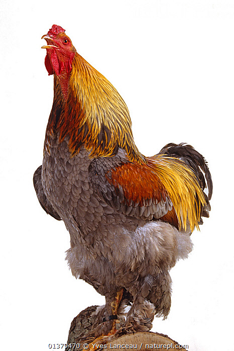 Stock photo of Brahma Hen, blue, cock crowing, France. Available for sale  on