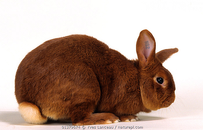 Stock photo of Domestic rabbit, Golden of Saxe, male, studio portrait ...