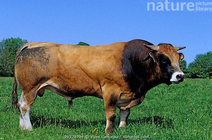 Stock photo of Domestic cattle (Bos taurus) Jersey cow, France. Available  for sale on