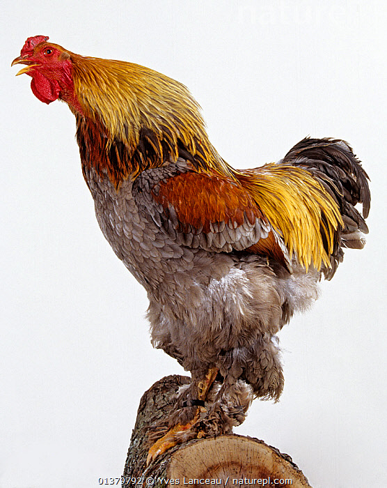 brahma chicken in studio Stock Photo