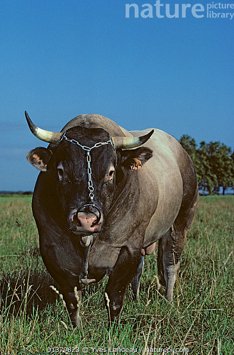 Stock photo of Domestic cattle (Bos taurus) Jersey cow, France. Available  for sale on