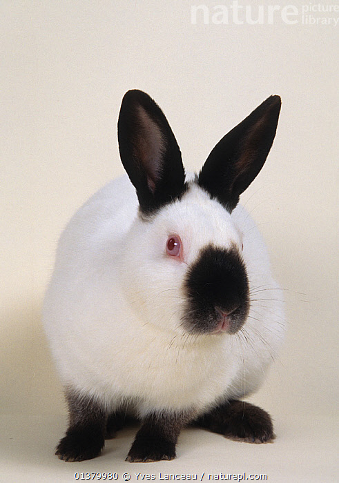 Stock photo of Domestic rabbit, Russian Rabbit, male, studio portrait ...