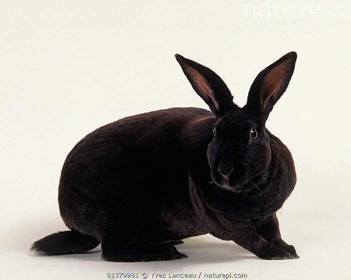 Stock photo of Domestic rabbit, Black Rex, doe rabbit, studio portrait ...