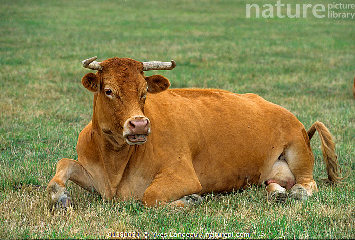 Stock photo of Domestic cattle (Bos taurus) Jersey cow, France. Available  for sale on