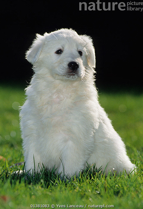 Abruzzese Shepherd