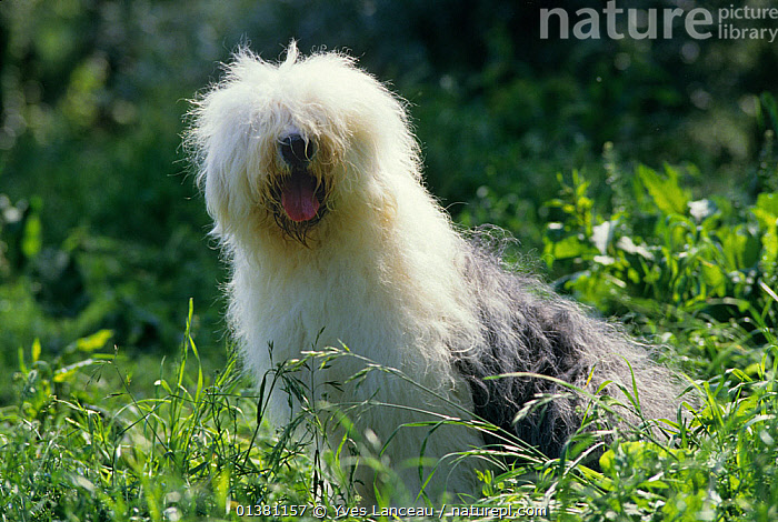 Old English Sheepdog Photographic Print for Sale by