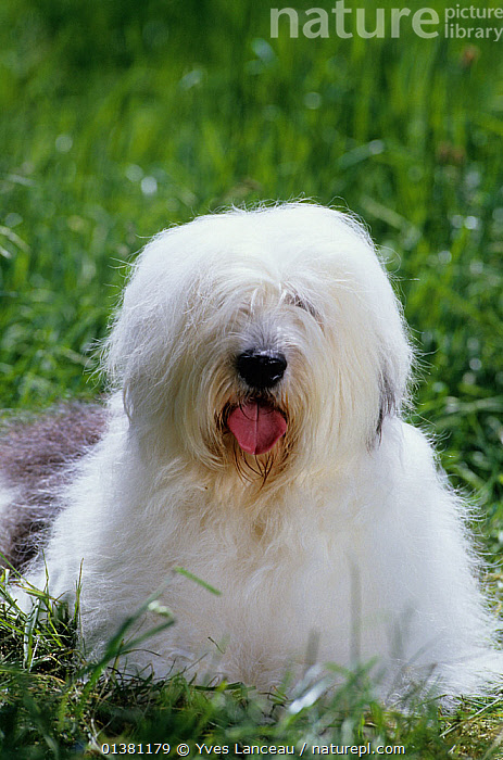 HD wallpaper: dogs, puppies, Bobtail, The old English Sheepdog