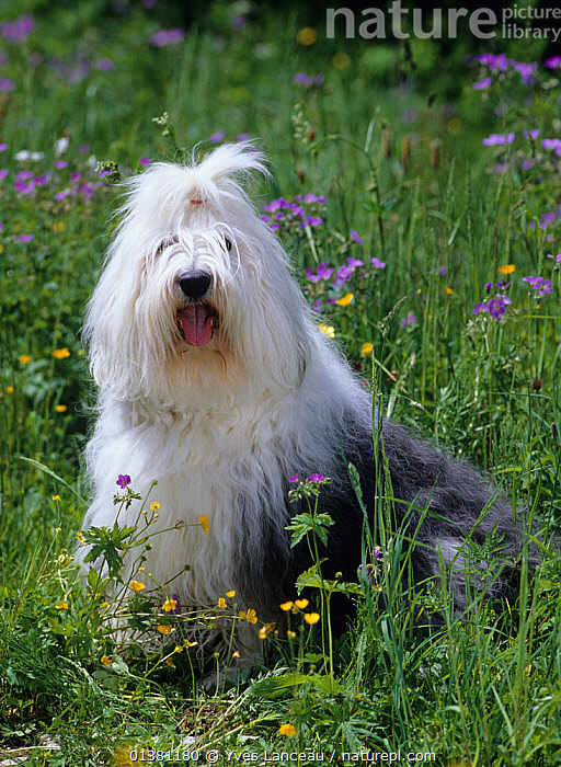 HD wallpaper: dogs, puppies, Bobtail, The old English Sheepdog