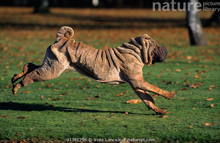 Shar sales pei fighting