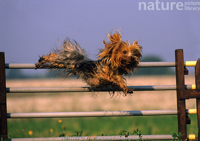 Yorkshire best sale terrier agility