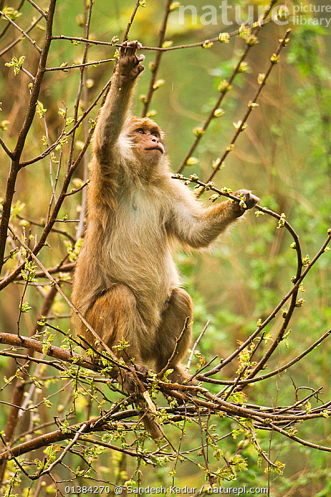 Stock photo of Arunachal Macaque (Macaca munzala) feeding on budding ...