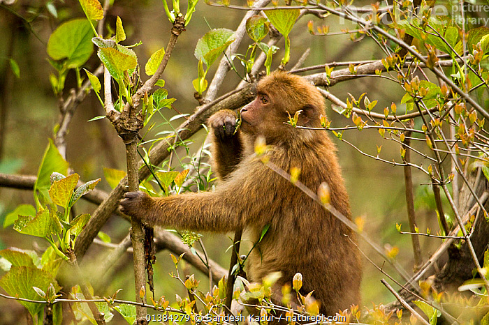Stock photo of Arunachal Macaque (Macaca munzala) feeding on budding ...