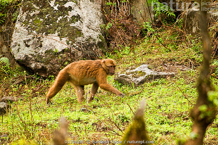 Stock photo of Arunachal Macaque (Macaca munzala) walking across grass ...