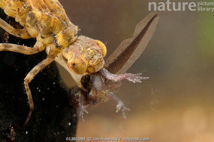 Tik turgan koreys ayol bilan jinsiy aloqa