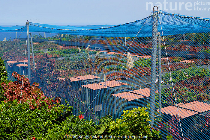 Image showcasing Stock photo of Parrot and Macaw breeding cages at La Vera Breeding ...