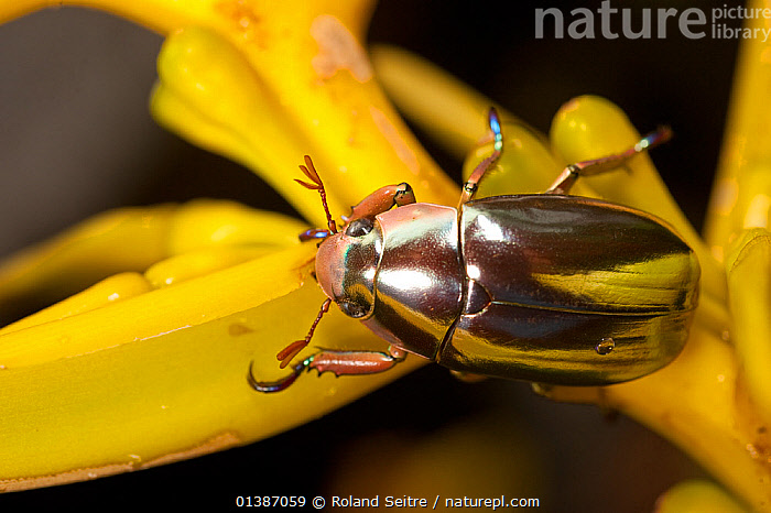 Stock Photo Of Silver Jewel Scarab Beetle Chrysina Optima Poas Volcano National Park