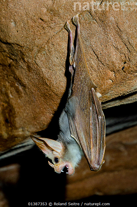 australian ghost bat