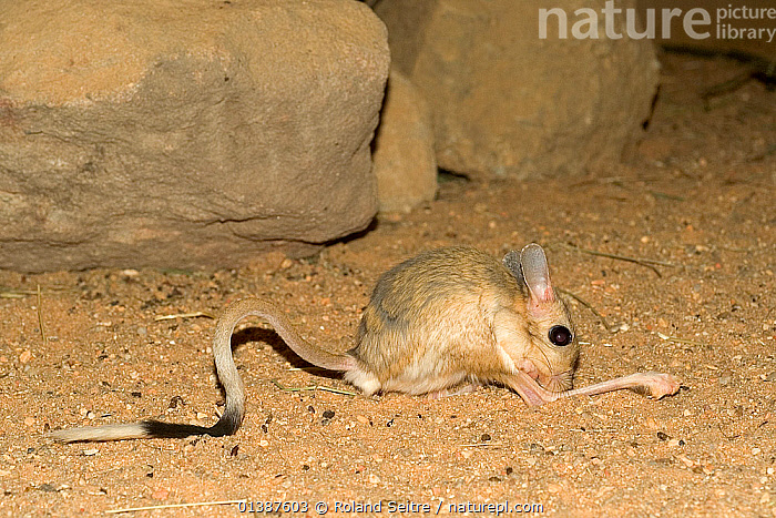 Stock photo of Greater Egyptian Jerboa (Jerboa orientalis) cleaning its