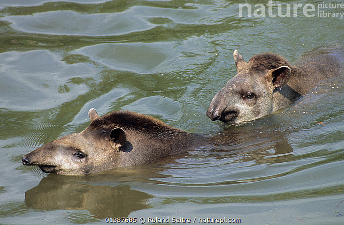 Tapir Rear Stock photo of Brazilian Tapirs (Tapirus terrestris) in water. The male ...