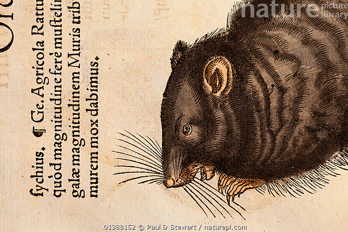 Stock photo of Woodcut illustration of Black Rat (Rattus rattus), from ...