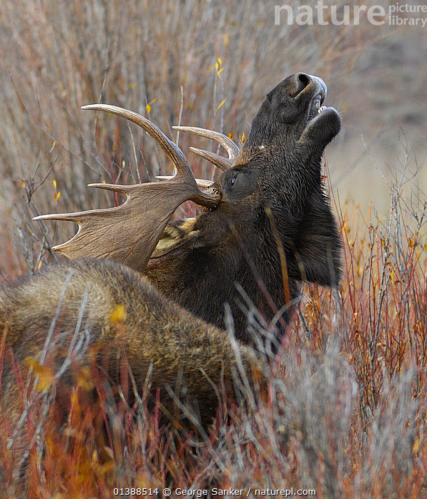 stock-photo-of-moose-alces-alces-bull-bellowing-grand-teton-np