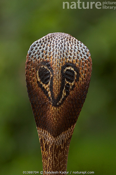 king cobra hood