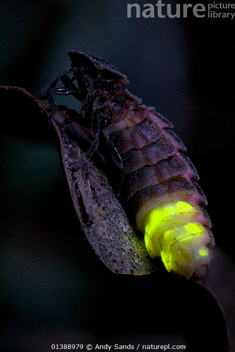 Stock photo of Glow Worm (Lampyris noctiluca) female glowing after dark ...