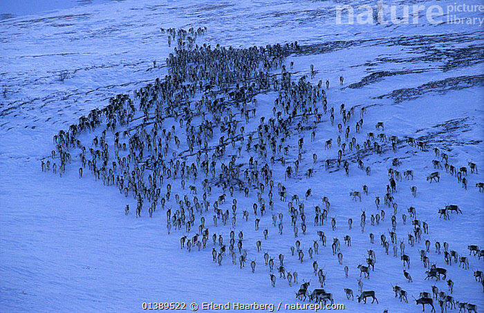 Stock photo of Wild Reindeer (Rangifer tarandus) herd in snow ...
