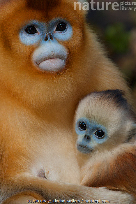 yellow moon 、blue monkey mix dwarf