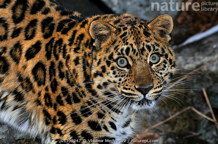 Panthera pardus (léopard)