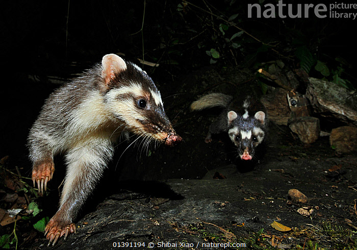 Ferret badger sales