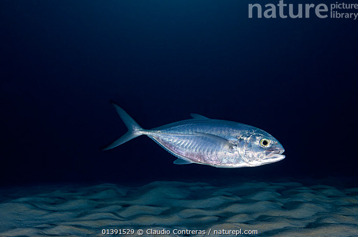 Blue Runner Fish