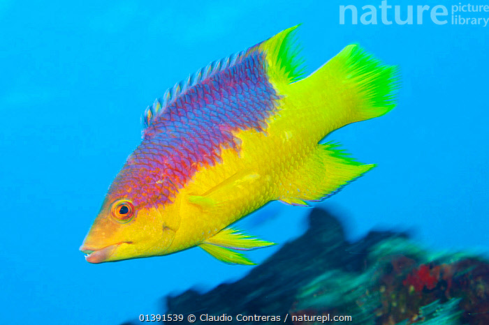 Stock photo of Spanish Hogfish (Bodianus rufus), a wrasse. Cancun National  Park…. Available for sale on