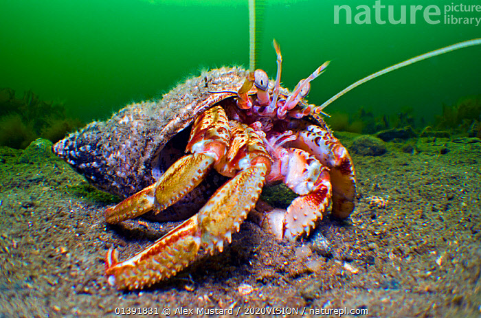 Stock photo of Common hermit crab (Pagurus bernhardus) in mollusc shell ...
