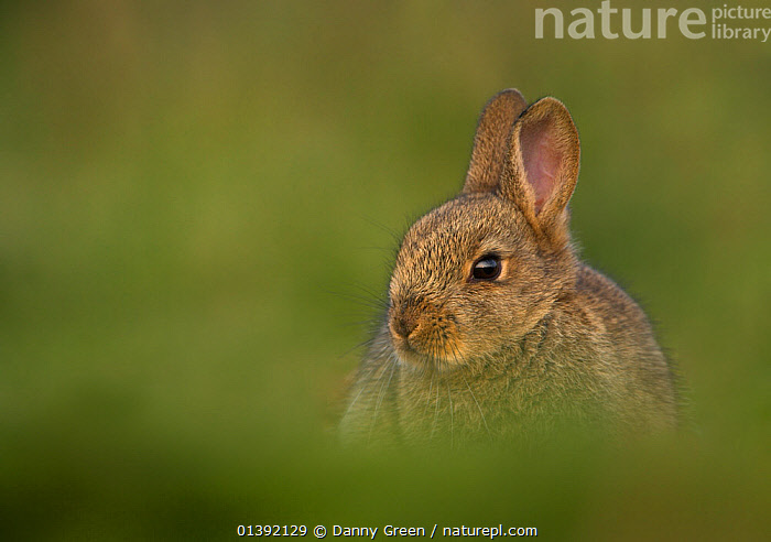 Stock photo of Rabbit (Oryctolagus cuniculus) amongst grass. Shetland ...