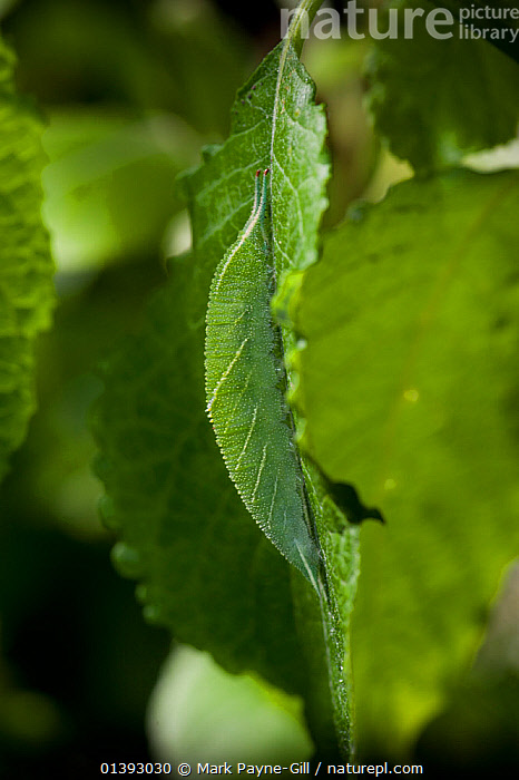 Stock photo of Purple Emperor Butterfly (Apatura iris) larva showing ...