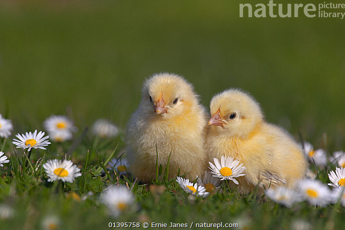 Stock photo of Domestic chicken (Gallus gallus domesticus) day old ...