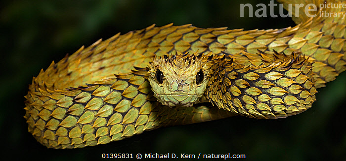Stock photo of Hairy bush viper (Atheris hispida) captive, from Central  Africa. Available for sale on