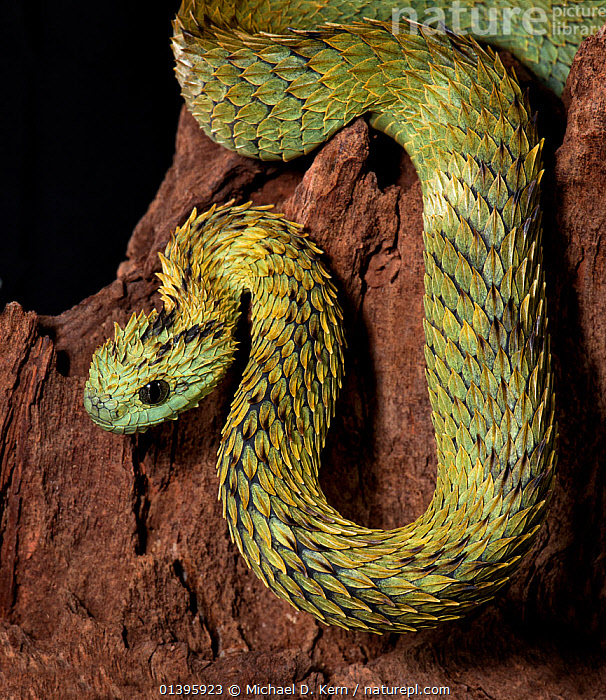 Stock photo of Hairy bush viper (Atheris hispida) captive, from Central  Africa. Available for sale on