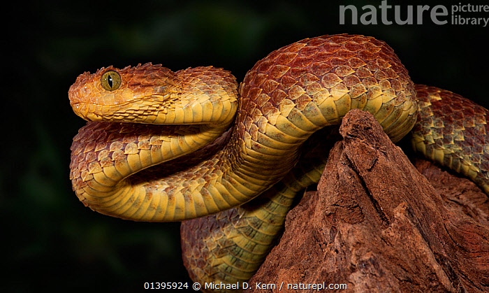 Two Venomous Variable Bush Viper Snakes (Atheris squamigera) coiled to  strike Stock Photo