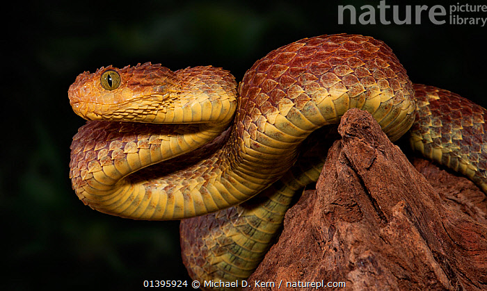 Atheris squamigera, African Bush Viper Atheris squamigera w…