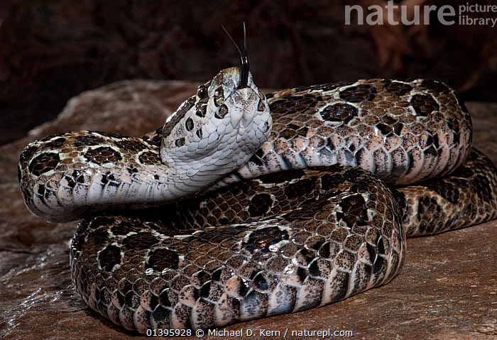 Stock Photo Of Mexican Lancehead Rattlesnake (Crotalus Polystictus ...