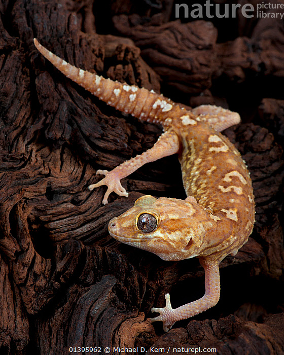 Stock photo of Madagascar Ground Gecko / Big headed gecko(Paroedura