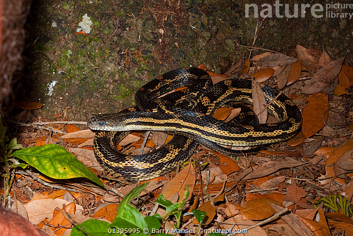 Species Profile: Rat Snake (Elaphe [Pantherophis] obsoleta)