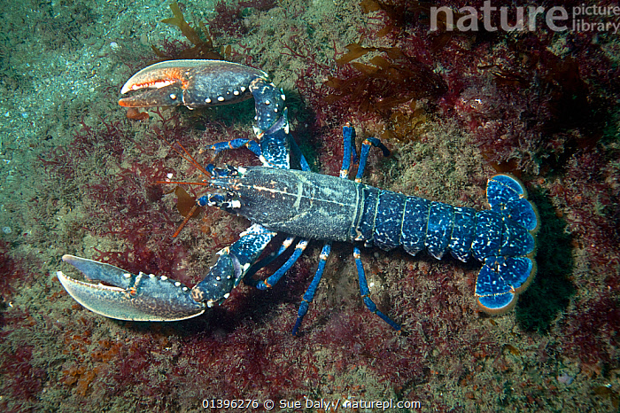 Stock photo of European lobster (Homarus gammarus) Channel Islands, UK ...